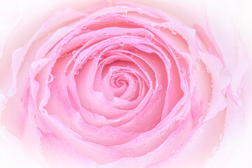 Close up of pink rose on white background. soft filter.