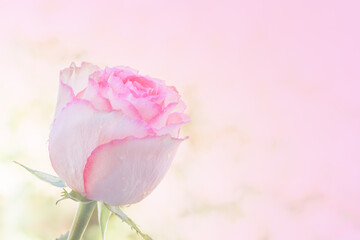 Close up of pink rose on light pink background. soft filter.