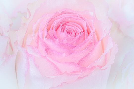 Close up of pink rose on light pink background. soft filter.