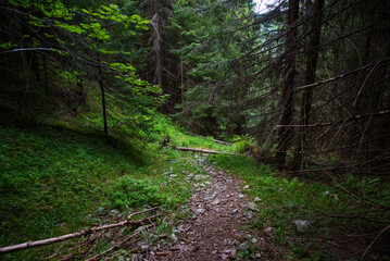 Road in the pine forest, Carpathians