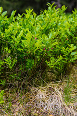 Unripe blueberries on green bushes in the forest