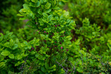 Unripe blueberries on green bushes in the forest
