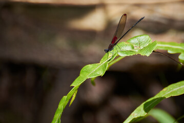 Close up of a small dragonfly with a red spruce on a branch.