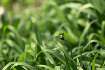 carpenter bumble bee flying over a tall grass meadow