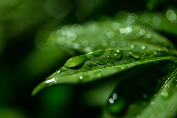 water dew drops on green leaf