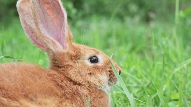 Portrait of a funny red rabbit on a green young juicy grass in the spring season in the garden with big ears and whiskers, close-up. Easter domestic hare eats grass in the meadow. slow motion
