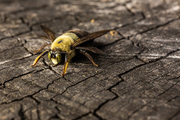 macro close up of a carpenter bumble bee
