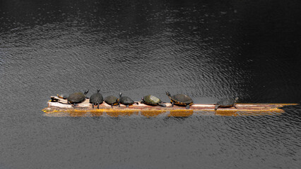 Turtles in a row on a log in a pond