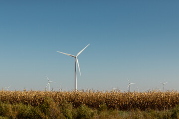 Windpower generating windmill farm in a corn field in august