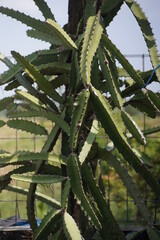 Fototapeta premium dragon fruit