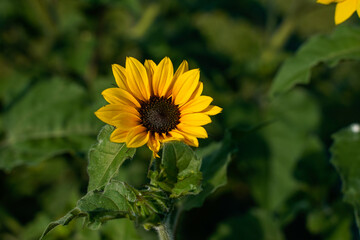 Small yellow sunflowers growing outdoors.