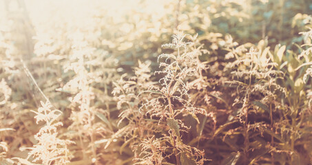 Background blur image with sunlit meadow grass nettle at sunset. Soft focus. Retro toned image.