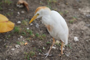Obraz premium un oiseau des iles