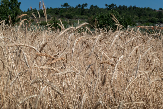 Planta&ccedil;&atilde;o de centeio j&aacute; maduro e pronto para a colheita num campo agr&iacute;cola
