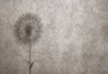 Abstract neutral background with dandelion. Dandelion silhouette behind textured fabric. Summer or autumn concept, copy space.