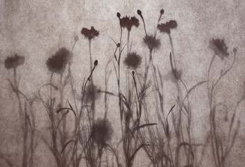 Abstract natural background. Wildflower silhouettes behind textured fabric. Summer or autumn...