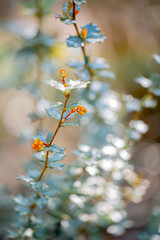 Nature blurred dark background of holly branches. Autumn time in the park. Bokeh. Shallow depth of field. Copy space. Airy atmosphere. Art photography. 