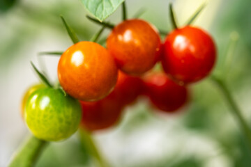 色付いてきたミニトマト