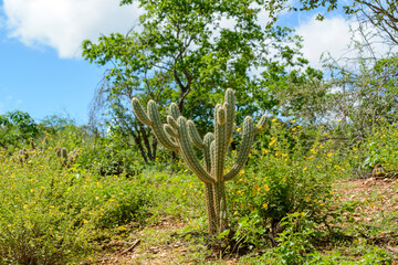 Brazilian caatinga biome in the rainy season. Cactus and flowers in Cabaceiras, Paraíba, Brazil.