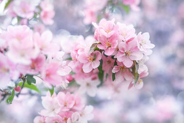 Spring floral background. Blossoming decorative apple tree.