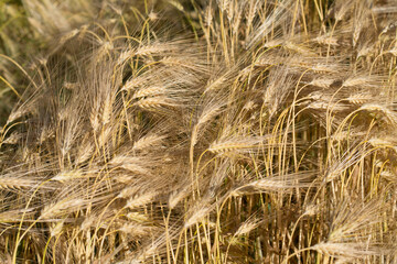 A ripe field of wheat