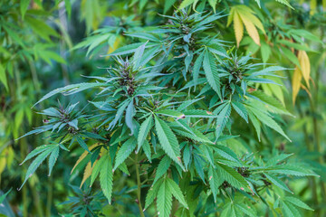 Close-up cannabis growing in the street 