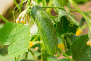 Young cucumbers on bushes in the greenhouse.