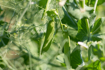 Young green peas grow in the garden.