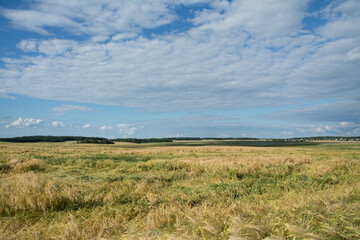 Fototapeta premium Ears of ripe barley ready for harvest growing