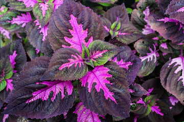 Beautiful close up tropical purple leaves background