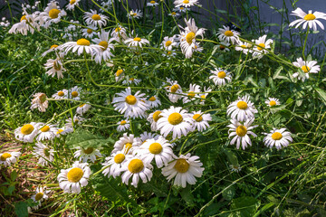 Fototapeta premium Dense thickets of wild chamomile on the river bank. Pattern and texture of forest flower petals