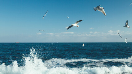 Fototapeta na wymiar Seagulls flying over the sea