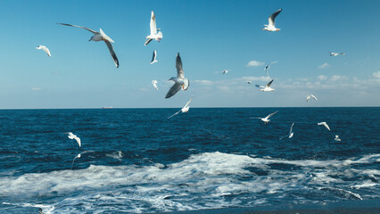 Fototapeta na wymiar Seagulls flying over the sea