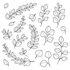 Set of hand drawn vector eucalyptus branches and leaves. Botanical elements for invitations, posters, greeting cards, web, menu.