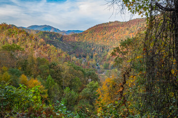  Beautiful fall view of a valley leading to mountain peaks in the distant it’s autumn, Great Smoky Mountains National Park NC bright colors everywhere. Photographed from overlook at Maggie Valley