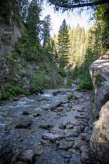 river in the forest