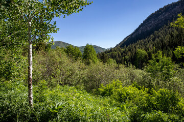 Fototapeta premium trees in the mountains