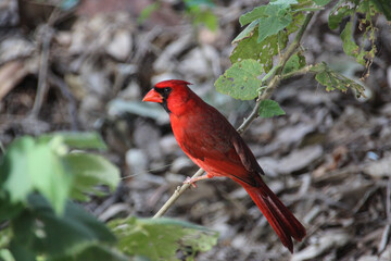 Bright red cardinal bird in the Waipio Valley, on the Big Island of Hawaii