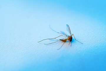 Dead mosquito lying on the table. Macro photography.