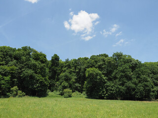 meadow and trees