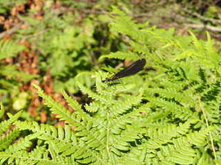 black dragonfly on a leaf