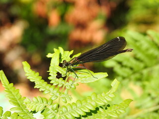 black dragonfly on a leaf of fern