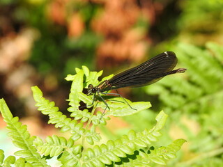 black dragonfly on a leaf of fern - Powered by Adobe