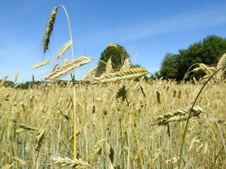 field of wheat