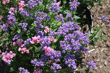 Pink and blue flowers of Nemesia plants in summer garden
