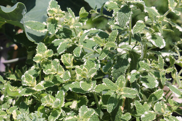 Green and white leaves of Pineapple mint (Mentha suaveolens Variegata) in summer garden