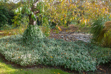 Euonymus or spindle fortunei evergreen plant with green leaves climbing on tree. Gardening in...