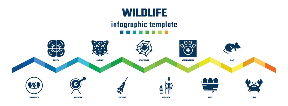 wildlife concept infographic design template. included poppy, branches, jaguar, archery, spider web, vaccine, veterinarian, cleaner, rat, crab icons.