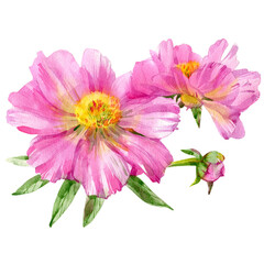 Hand drawn watercolor illustration of peony flower isolated on white background.