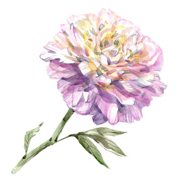 Hand drawn watercolor illustration of peony flower isolated on white background.